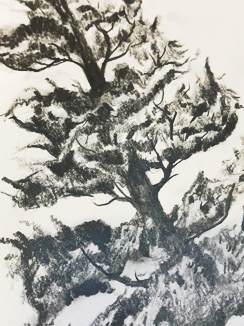 Complete guide to drawing a tree