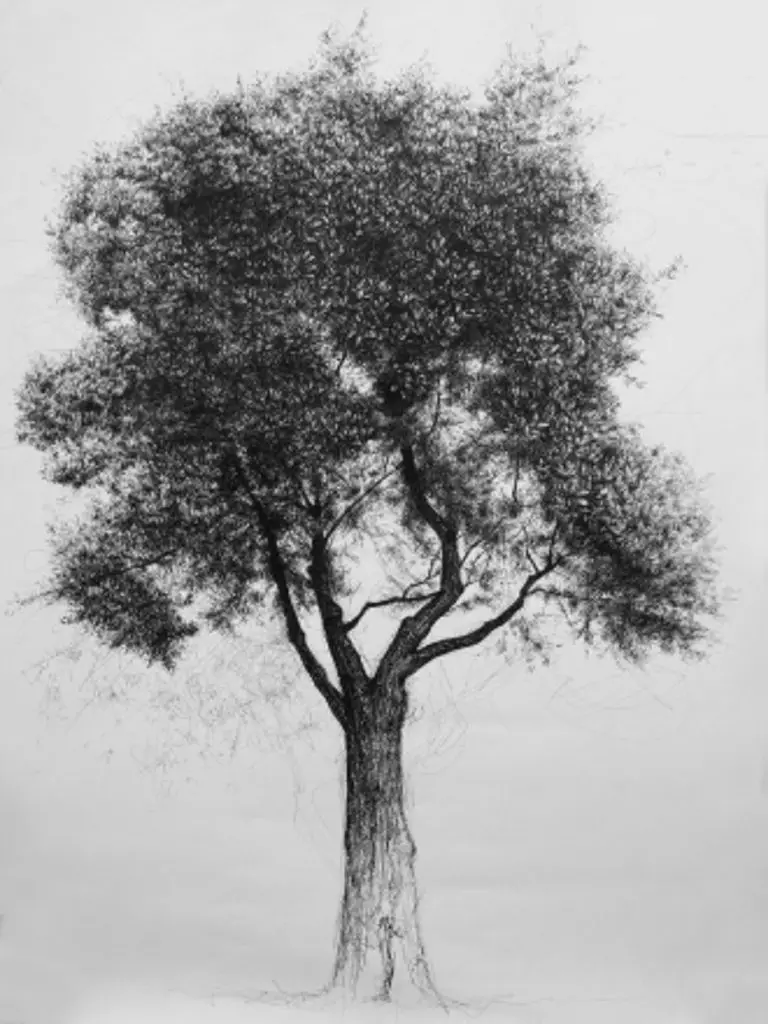 How to Draw a Tree in Pen and Ink small Edited Improve Drawing