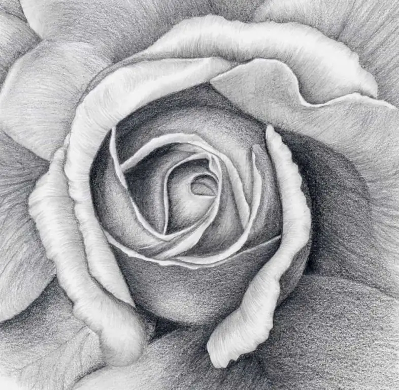 How To Draw A Flower In Charcoal Improve Drawing 7030