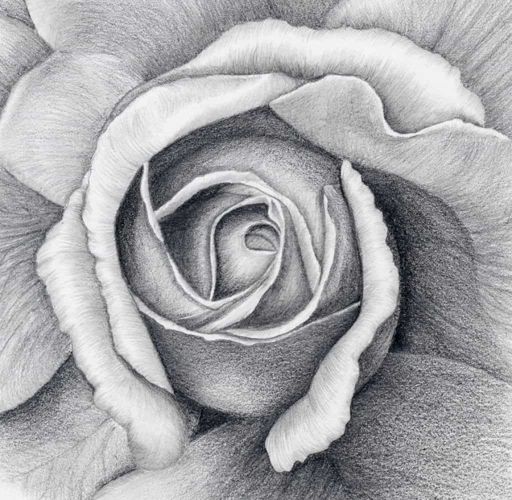 How To Draw A Flower In Charcoal Improve Drawing