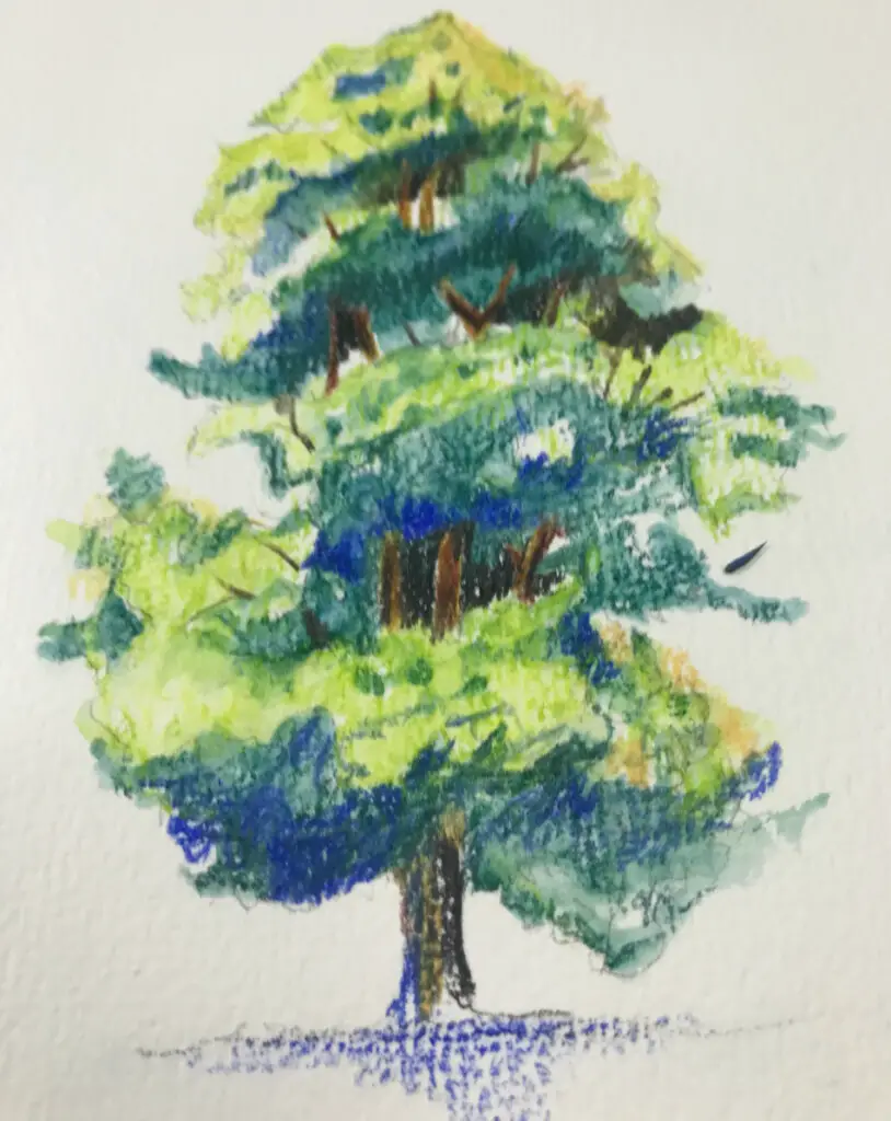 How to Draw a Tree with Watercolor Pencils