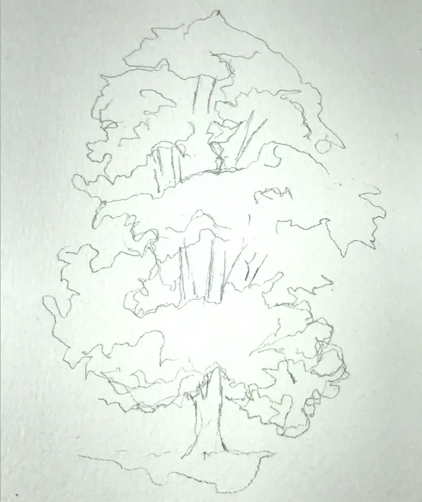 Sketch the Outline of the Tree