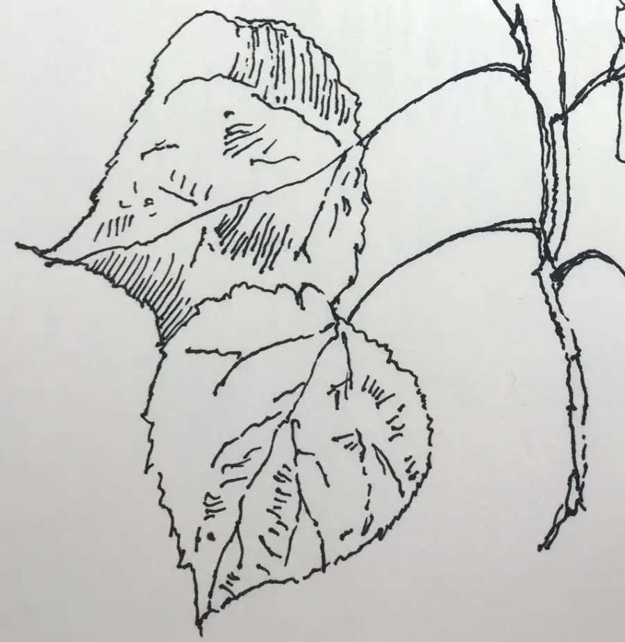 Drawing Leaves