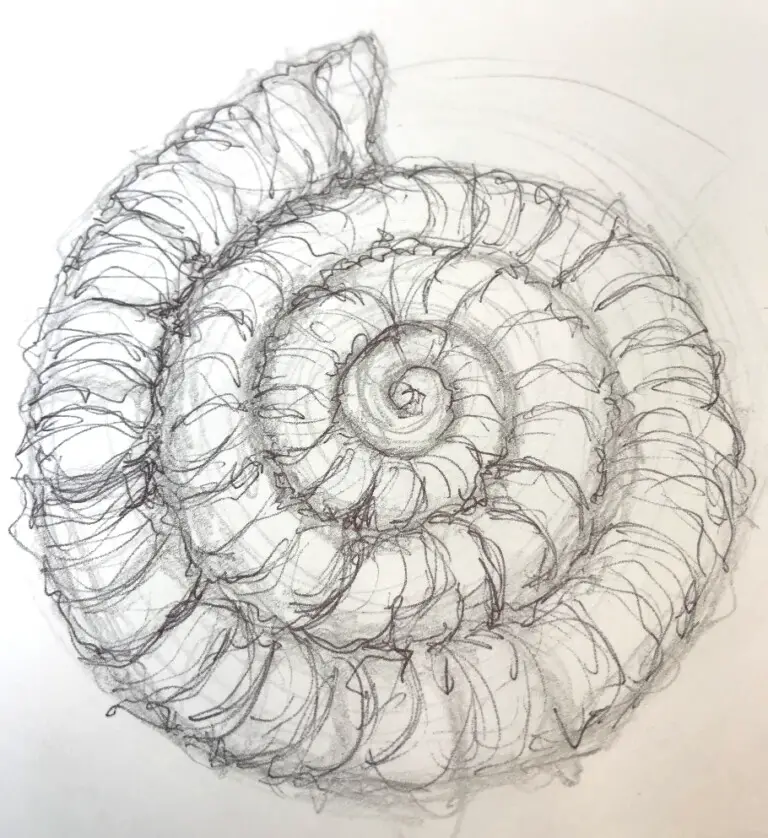 How To Draw An Ammonite Improve Drawing