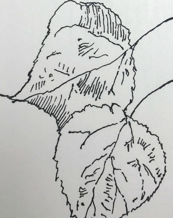 Leaf Drawing Ideas
