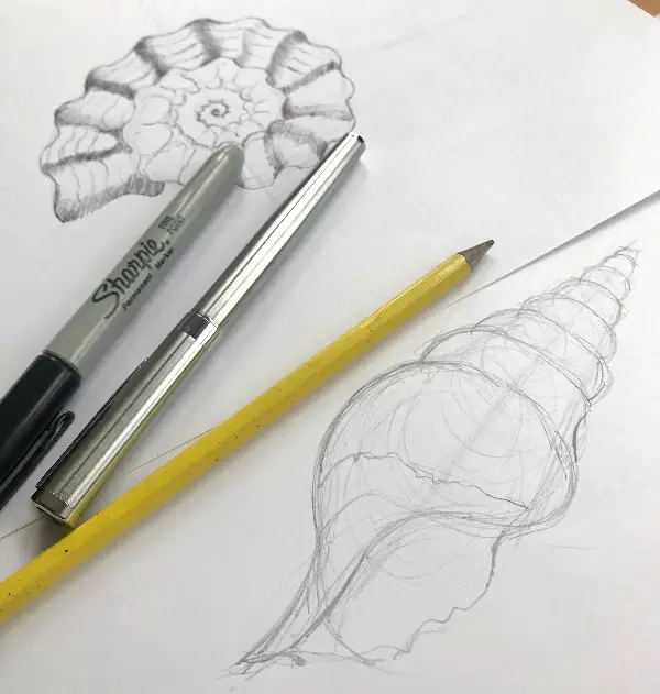 Drawing a Sea Shell