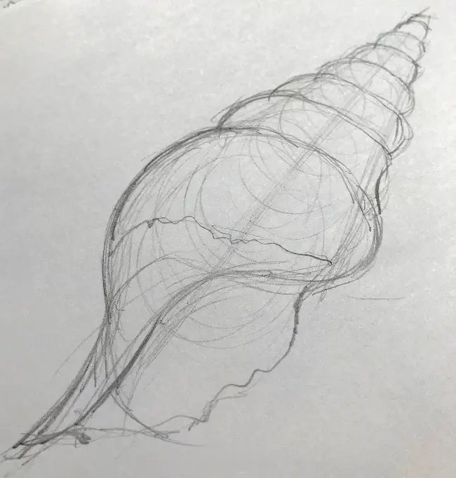 How to Draw a SeaShell Spiral
