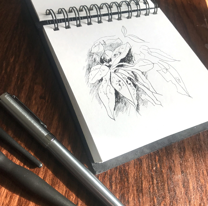 Fountain Pen Sketch