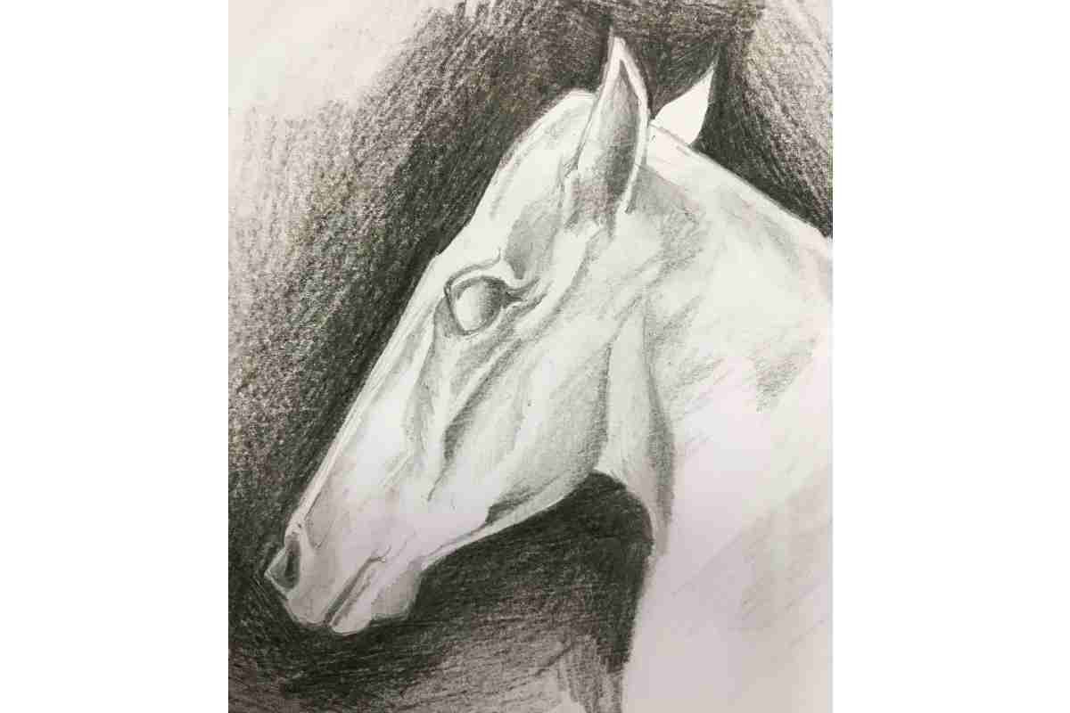 Drawing a Horses Head