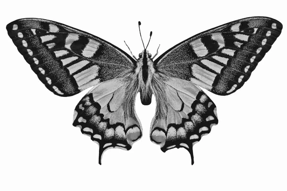 Collection Of Various Butterflies In Retro Style. Set Of Realistic Colorful  Drawings Of Butterflies. Vector Illustrations Isolated On The White  Background Royalty Free SVG, Cliparts, Vectors, and Stock Illustration.  Image 125551644.